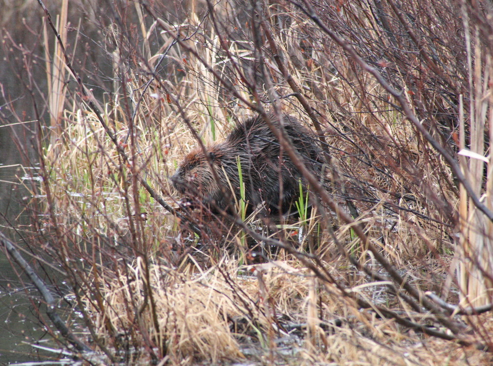 rodentia-castoridae-castor-canadensis-north-american-beaver-img_1445