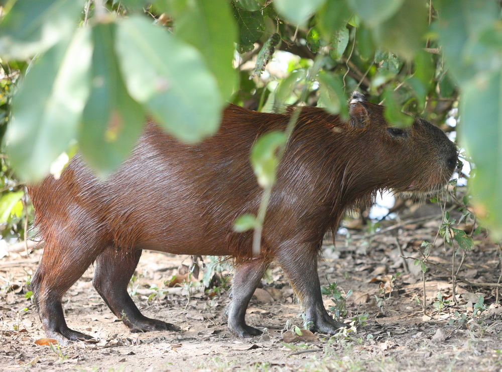 rodentia-caviidae-hydrochoerus-hydrochaeris-capybara-1v5z4935sh