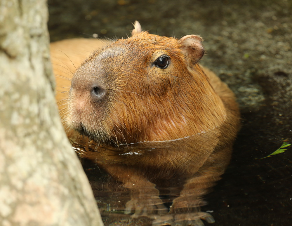 rodentia-caviidae-hydrochoerus-hydrochaeris-capybara-b01q9157