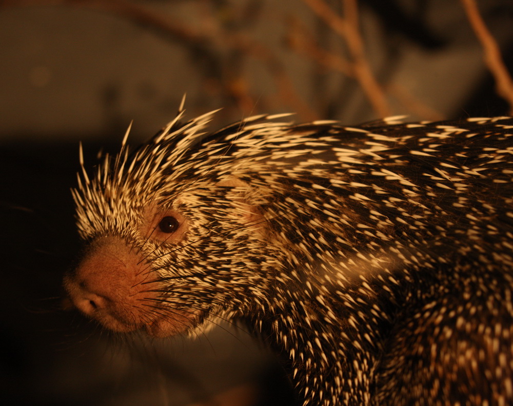 rodentia-erethizontidae-coendou-prehensilis-brazilian-porcupine-1v5z9714