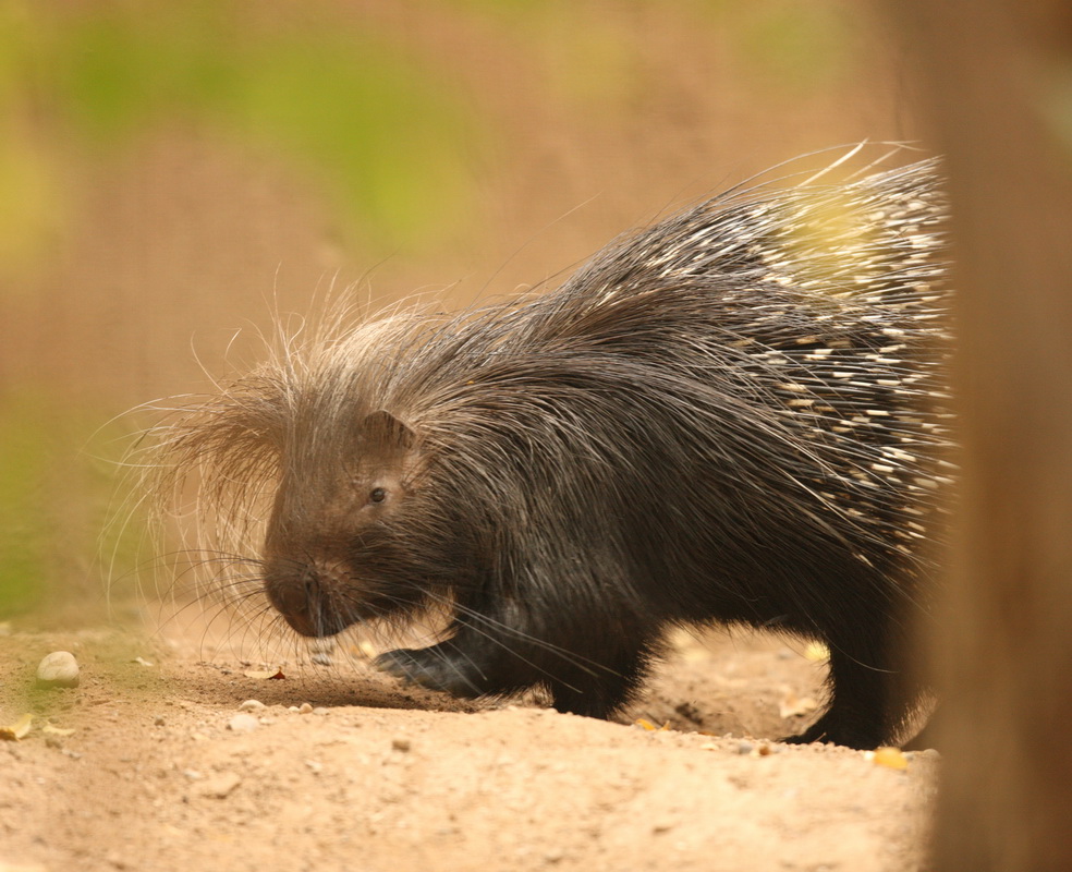 rodentia-hystricidae-hystrix-africaeaustralis-cape-porcupine-1v5z1268