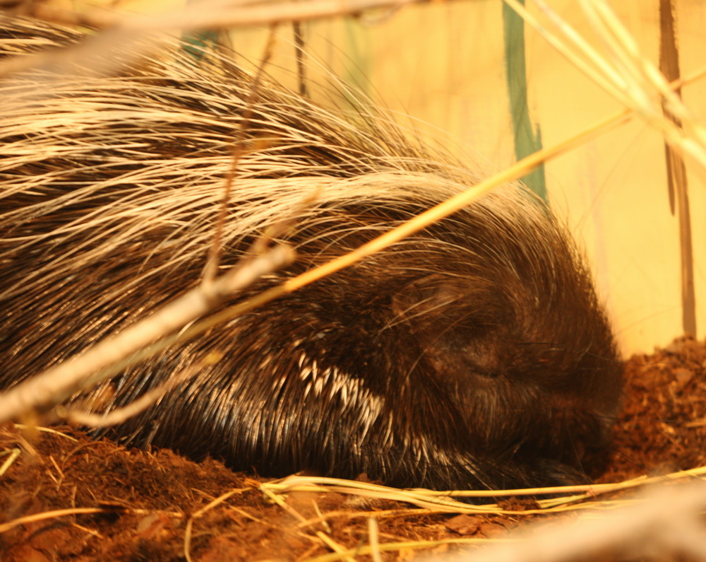 rodentia-hystricidae-hystrix-africaeaustralis-cape-porcupine-1v5z2961