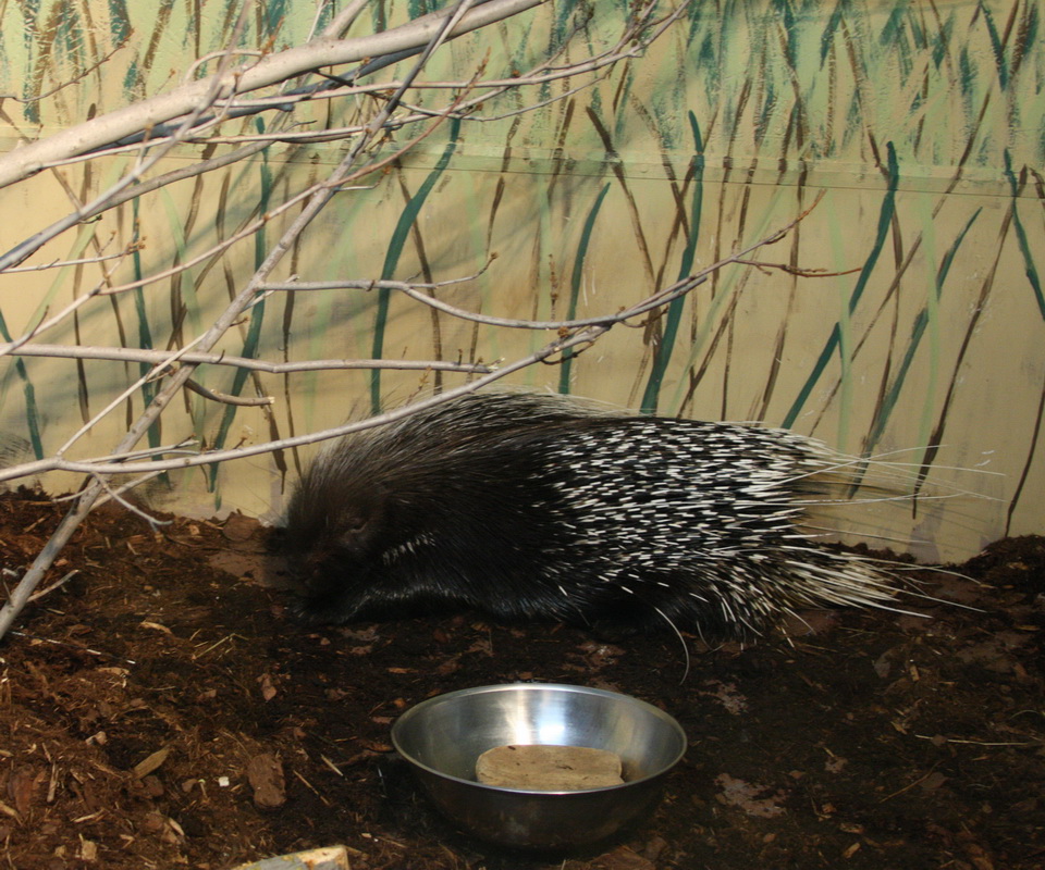 rodentia-hystricidae-hystrix-africaeaustralis-cape-porcupine-1v5z3840