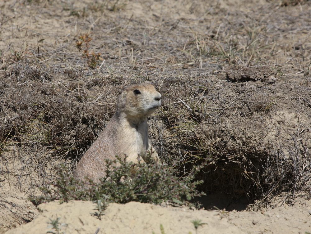 rodentia-sciuridae-marmota-flaviventris-yellow-bellied-marmot-1v5z2556