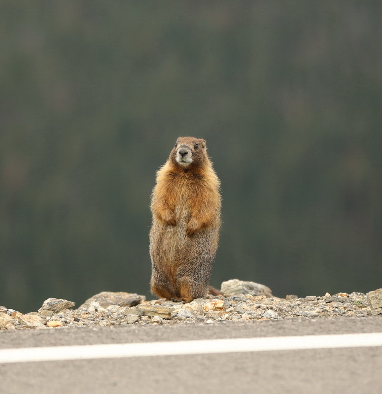 rodentia-sciuridae-marmota-flaviventris-yellow-bellied-marmot-b01q0516