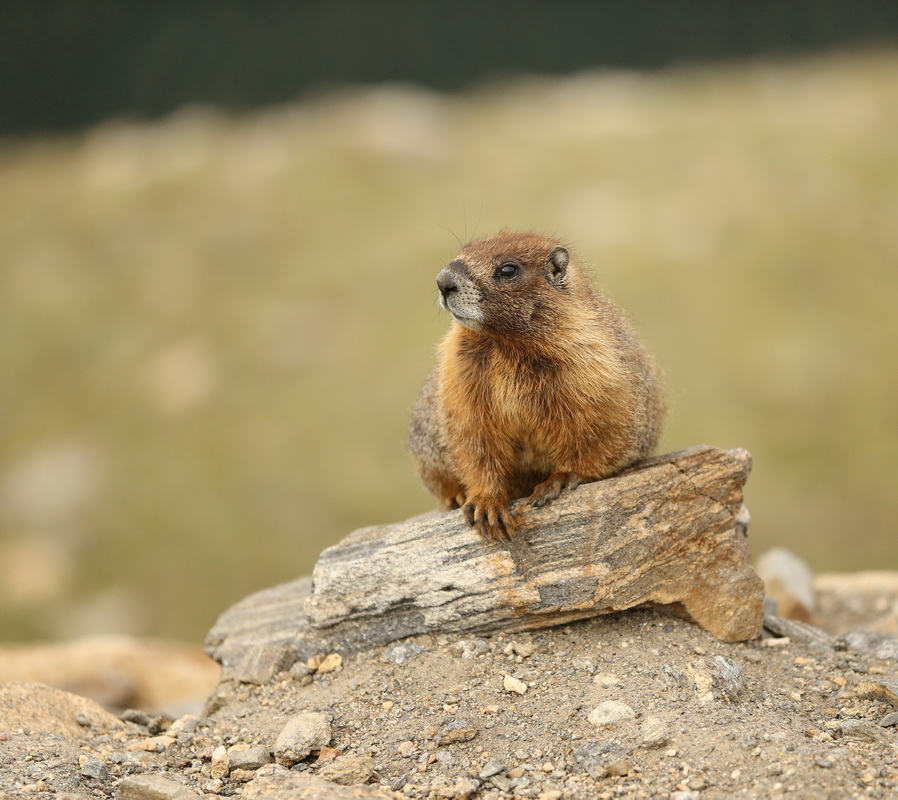 rodentia-sciuridae-marmota-flaviventris-yellow-bellied-marmot-b01q0527