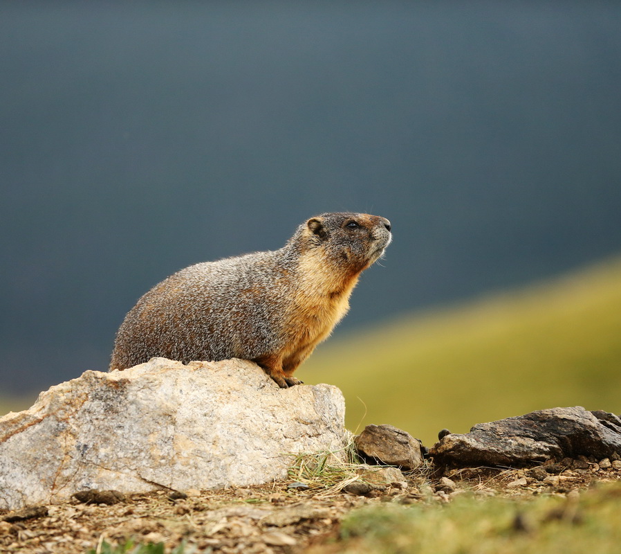 rodentia-sciuridae-marmota-flaviventris-yellow-bellied-marmot-b01q1415