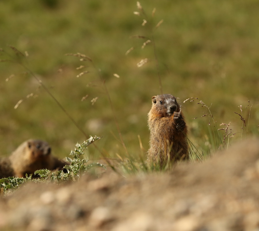 rodentia-sciuridae-marmota-flaviventris-yellow-bellied-marmot-b01q1448