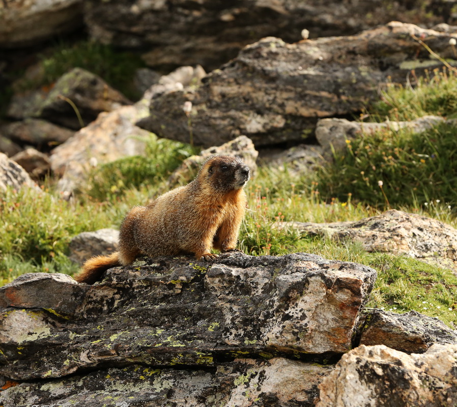 rodentia-sciuridae-marmota-flaviventris-yellow-bellied-marmot-b01q3115
