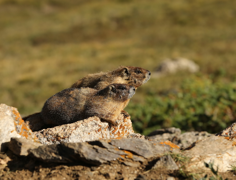 rodentia-sciuridae-marmota-flaviventris-yellow-bellied-marmot-b01q3890