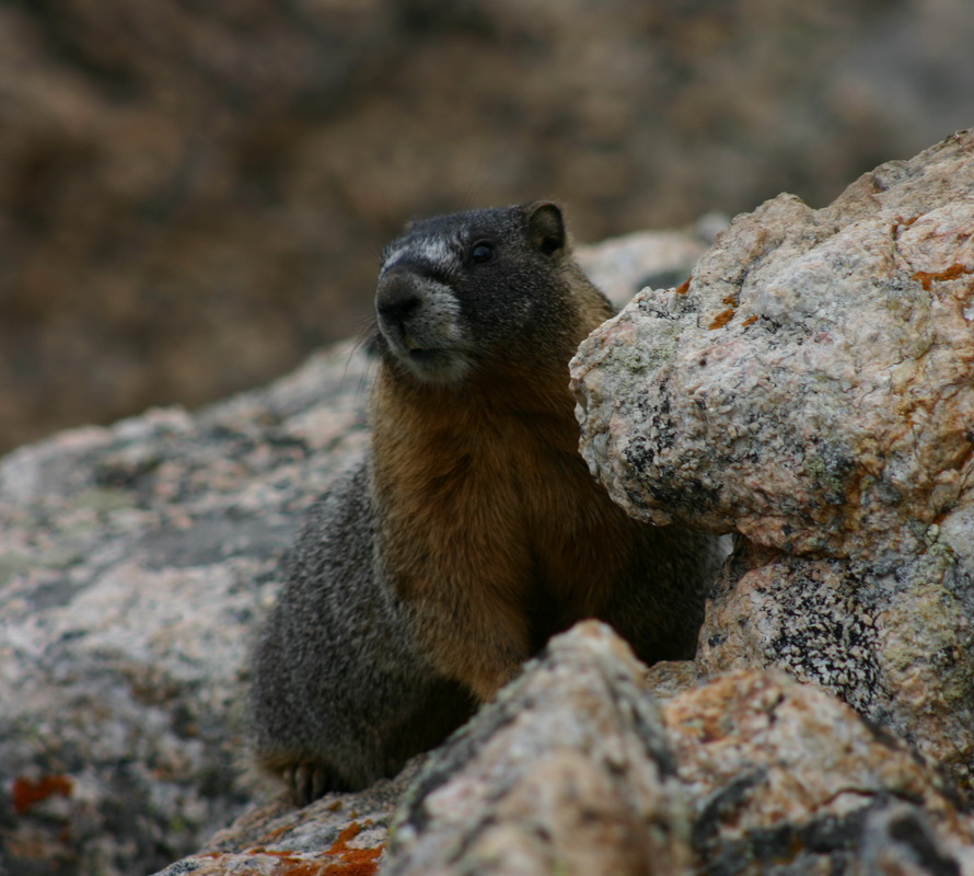 rodentia-sciuridae-marmota-monax-groundhog-img_1203