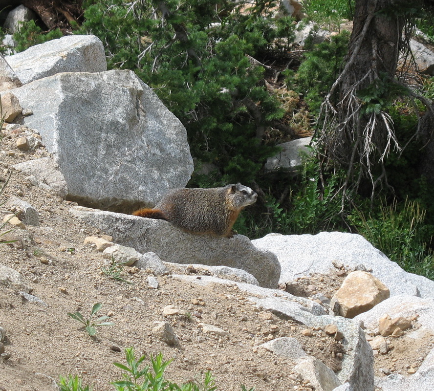 rodentia-sciuridae-marmota-monax-groundhog-img_3493