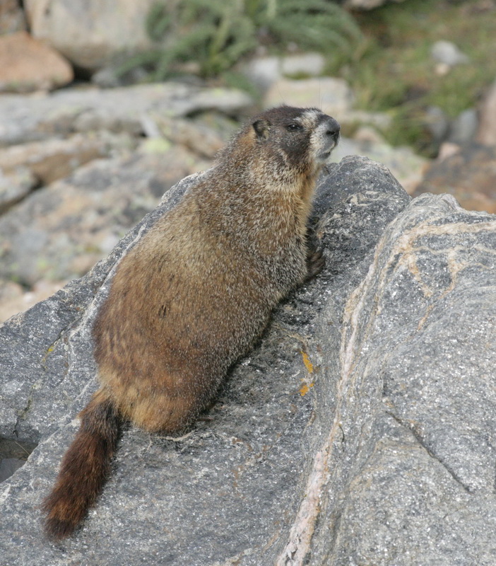 rodentia-sciuridae-marmota-monax-groundhog-xt4b0001a