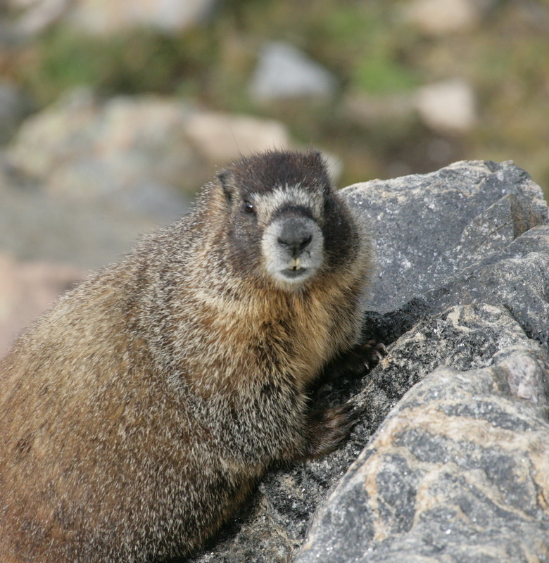 rodentia-sciuridae-marmota-monax-groundhog-xt4b0002