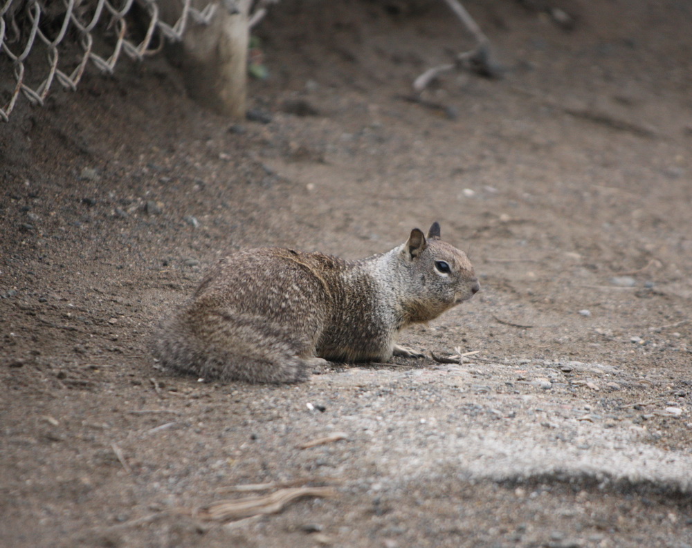 rodentia-sciuridae-otospermophilus-beecheyi-california-ground-squirrel-1v5z5055