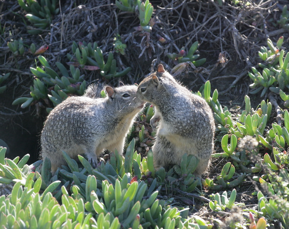 rodentia-sciuridae-otospermophilus-beecheyi-california-ground-squirrel-xt4b5678