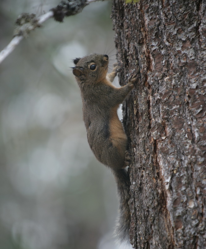 rodentia-sciuridae-paraxerus-cepapi-tree-squirrel-zxt4b0080