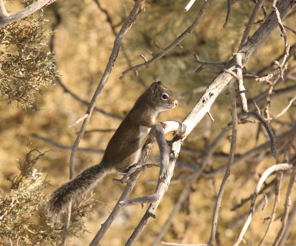 rodentia-sciuridae-sciurus-carolinensis-eastern-gray-squirrel-1v5z9411