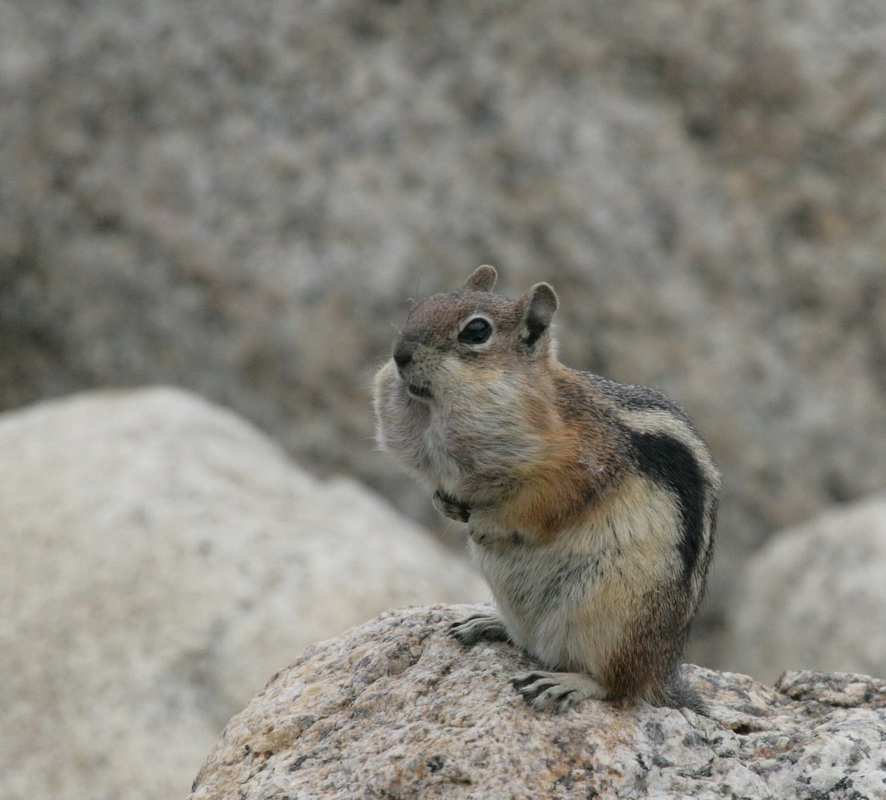 rodentia-sciuridae-spermophilus-lateralis-golden-mantled-ground-squirrel-xt4b0034a