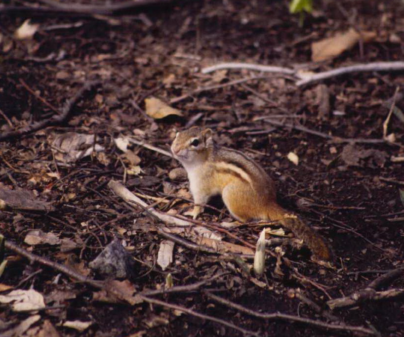 rodentia-sciuridae-tamias-striatus-eastern-chipmunk-birds03
