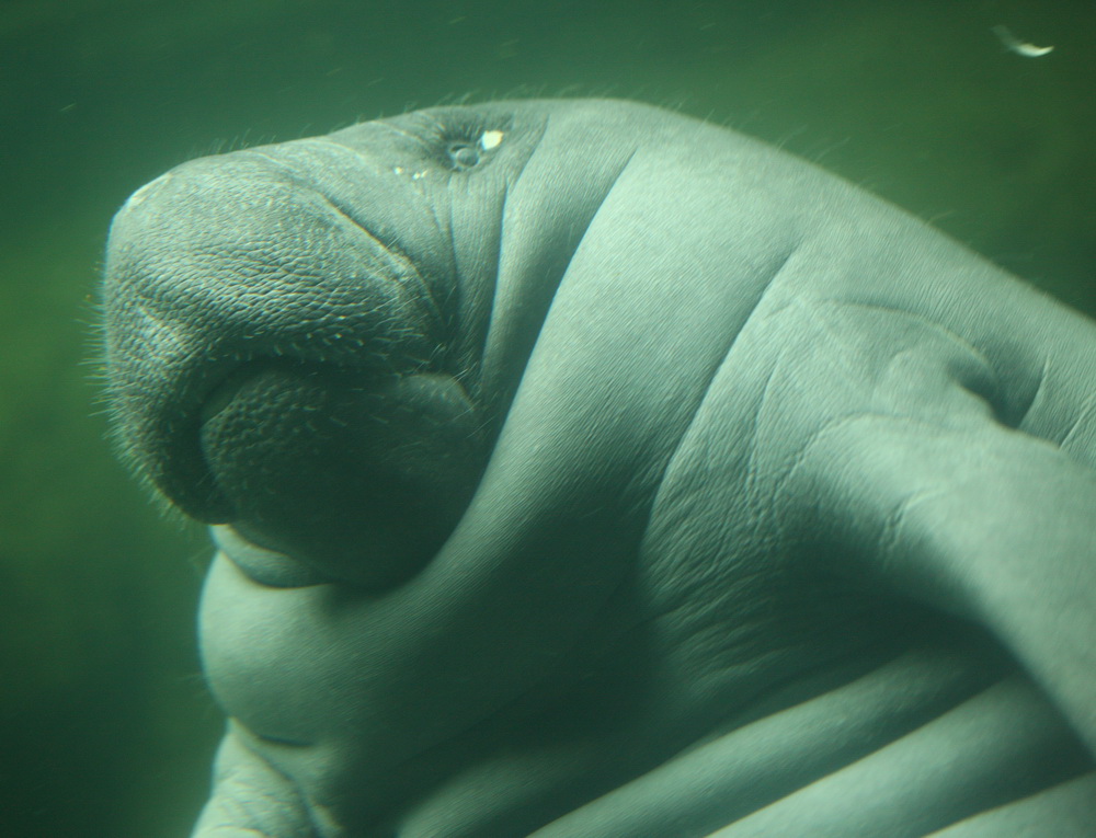 sirenia-trichechidae-trichechus-manatus-west-indian-manatee-1v5z4534