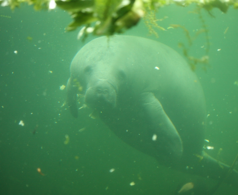 sirenia-trichechidae-trichechus-manatus-west-indian-manatee-1v5z4550