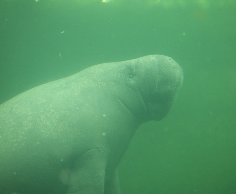sirenia-trichechidae-trichechus-manatus-west-indian-manatee-1v5z4597