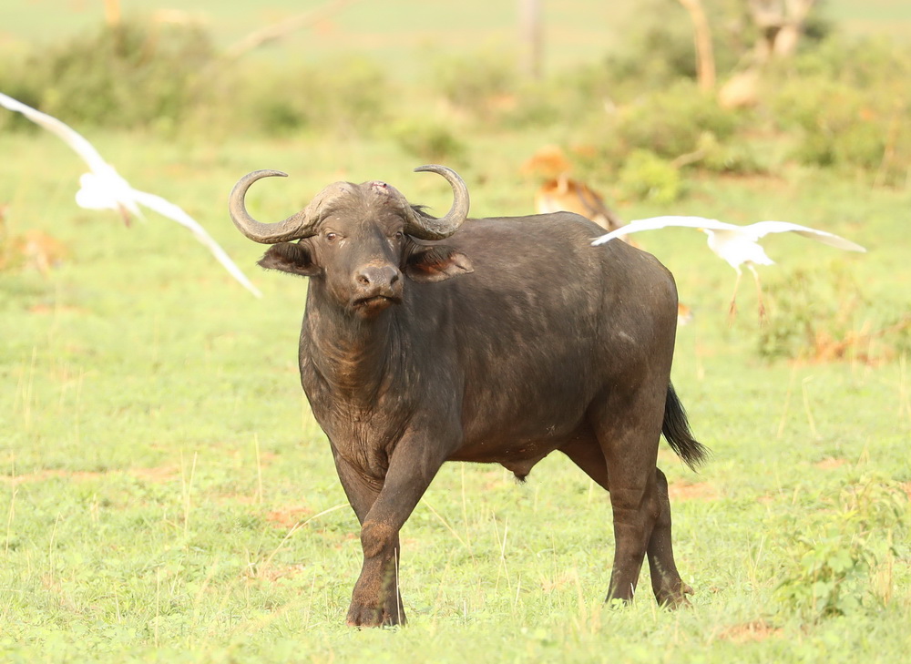 Syncerus caffer Cape buffalo AX9I0044