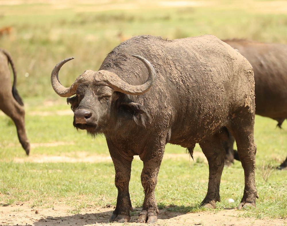 Syncerus caffer Cape buffalo AX9I3071