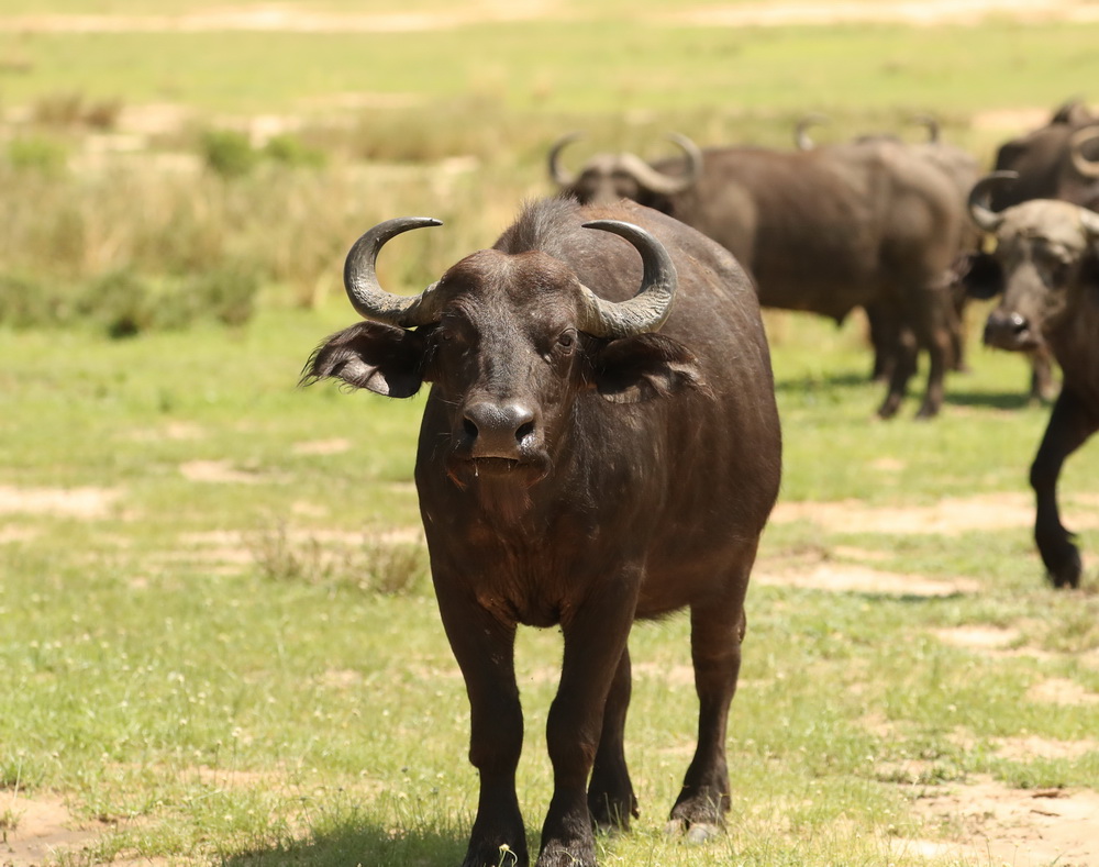 Syncerus caffer Cape buffalo AX9I3075