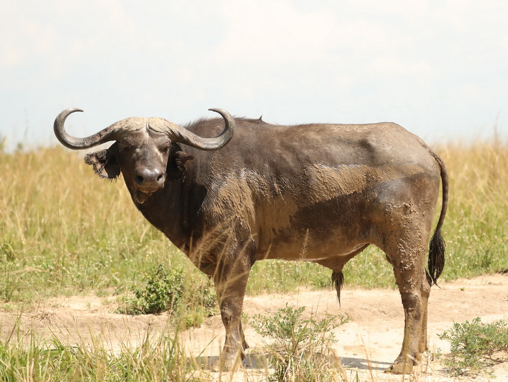 Syncerus caffer Cape buffalo AX9I5790