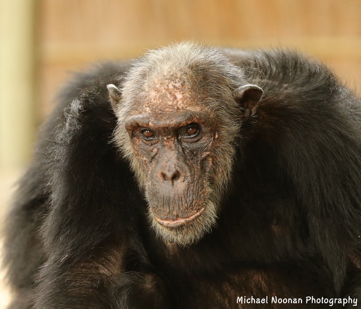 chimpanzee_B01Q9056c