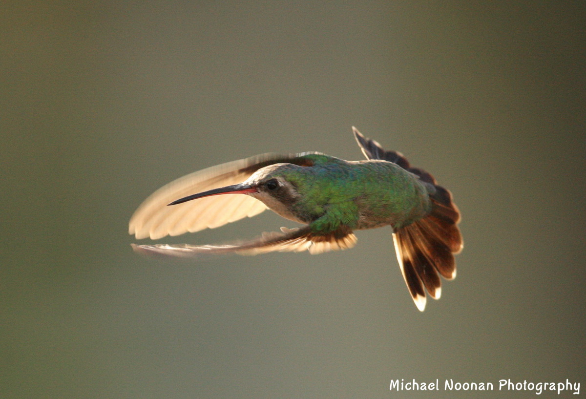 hummingbirds_1V5Z3094
