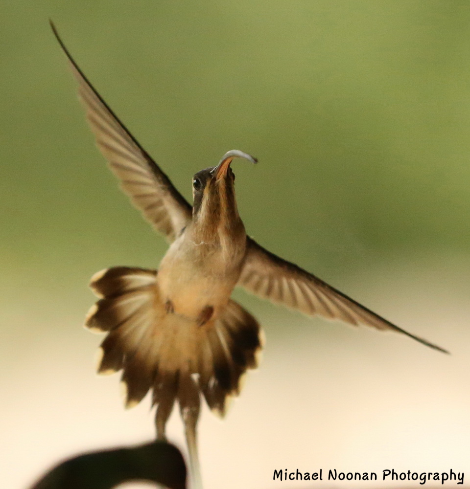 hummingbirds_B01Q0896c