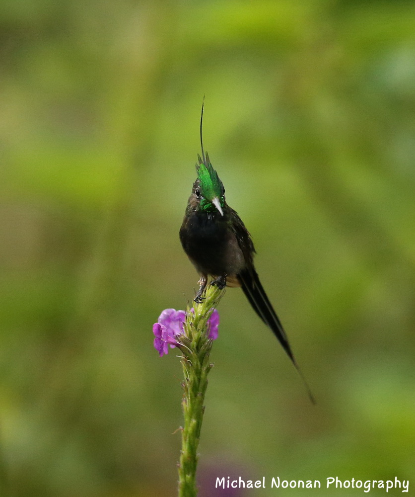 hummingbirds_B01Q1747c