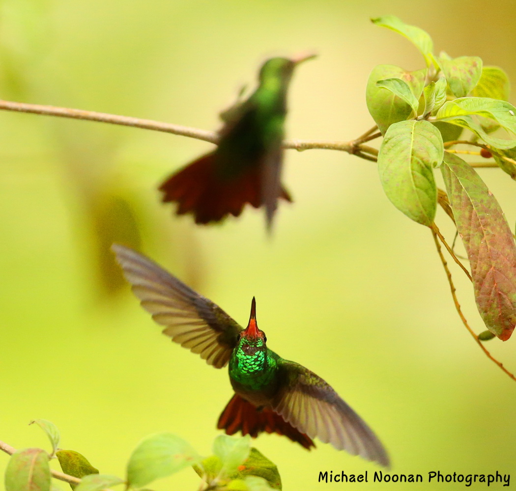 hummingbirds_B01Q2154cse