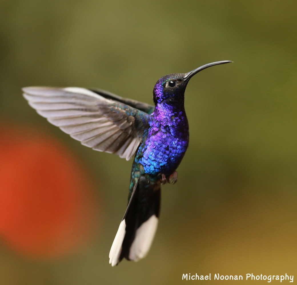 hummingbirds_B01Q4675c