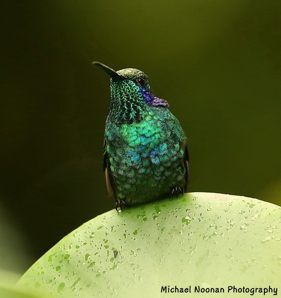 hummingbirds_B01Q5210cshc