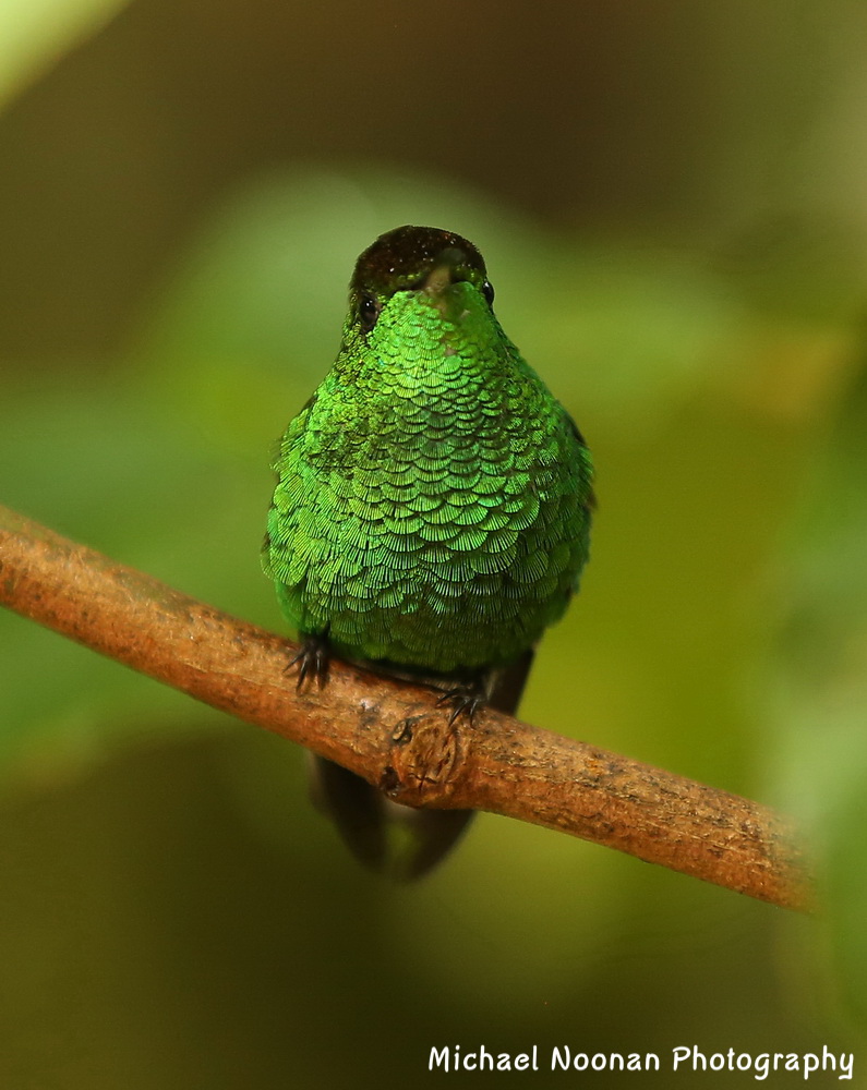 hummingbirds_B01Q5292cs