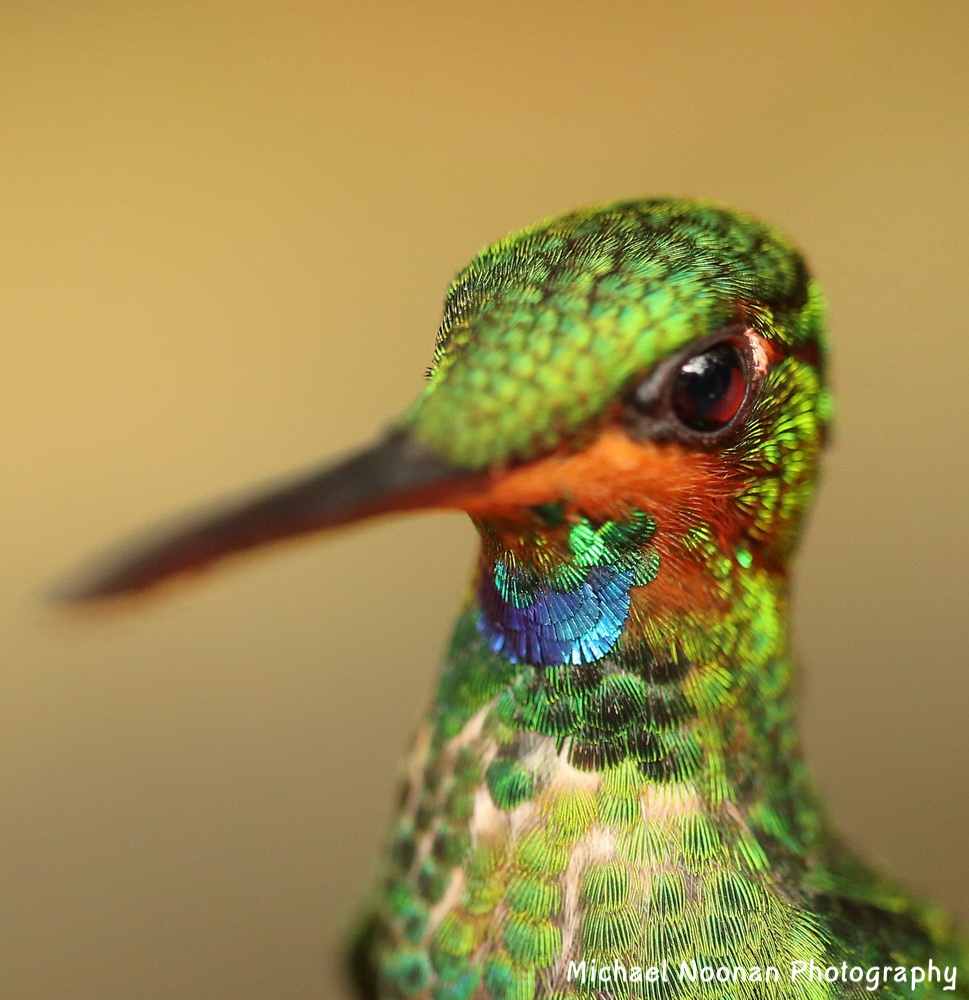 hummingbirds_B01Q5301c