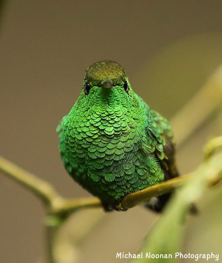hummingbirds_B01Q5810cs