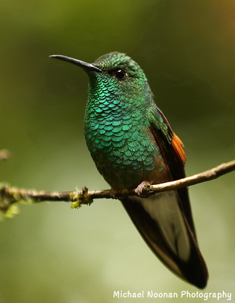 hummingbirds_B01Q5900cs