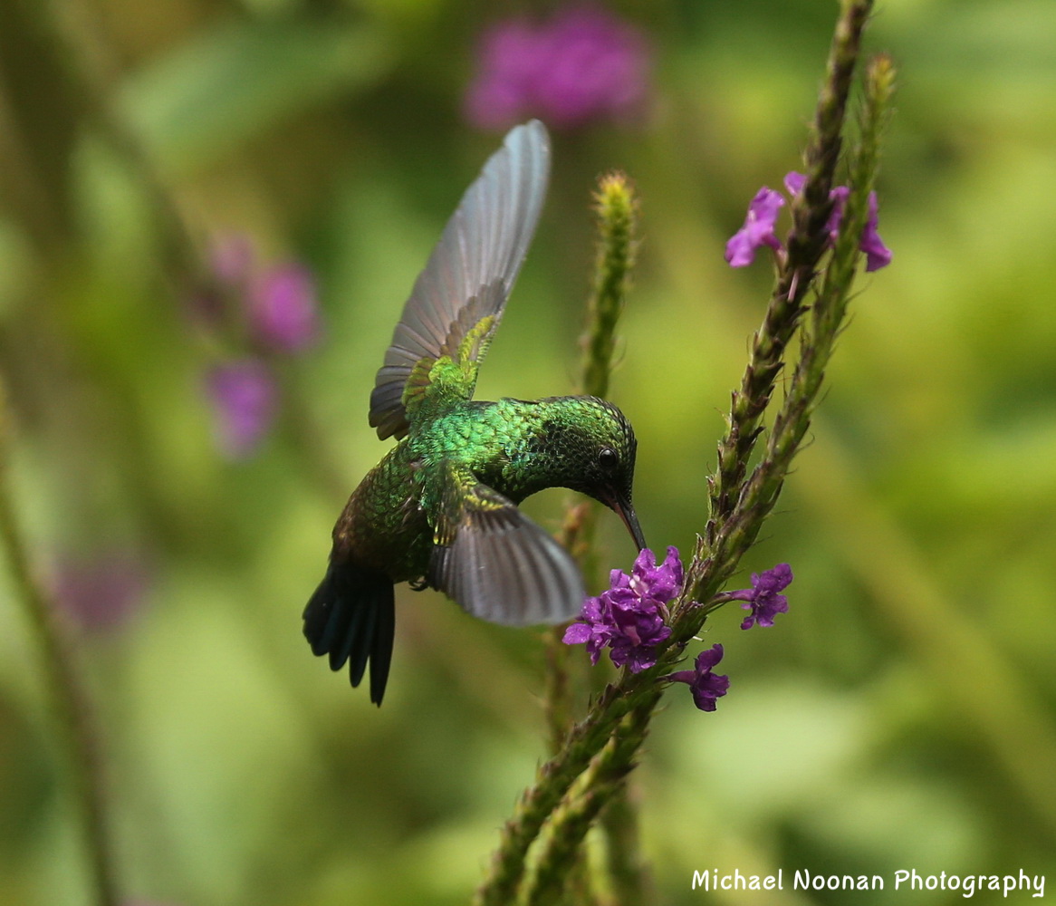 hummingbirds_B01Q6285c