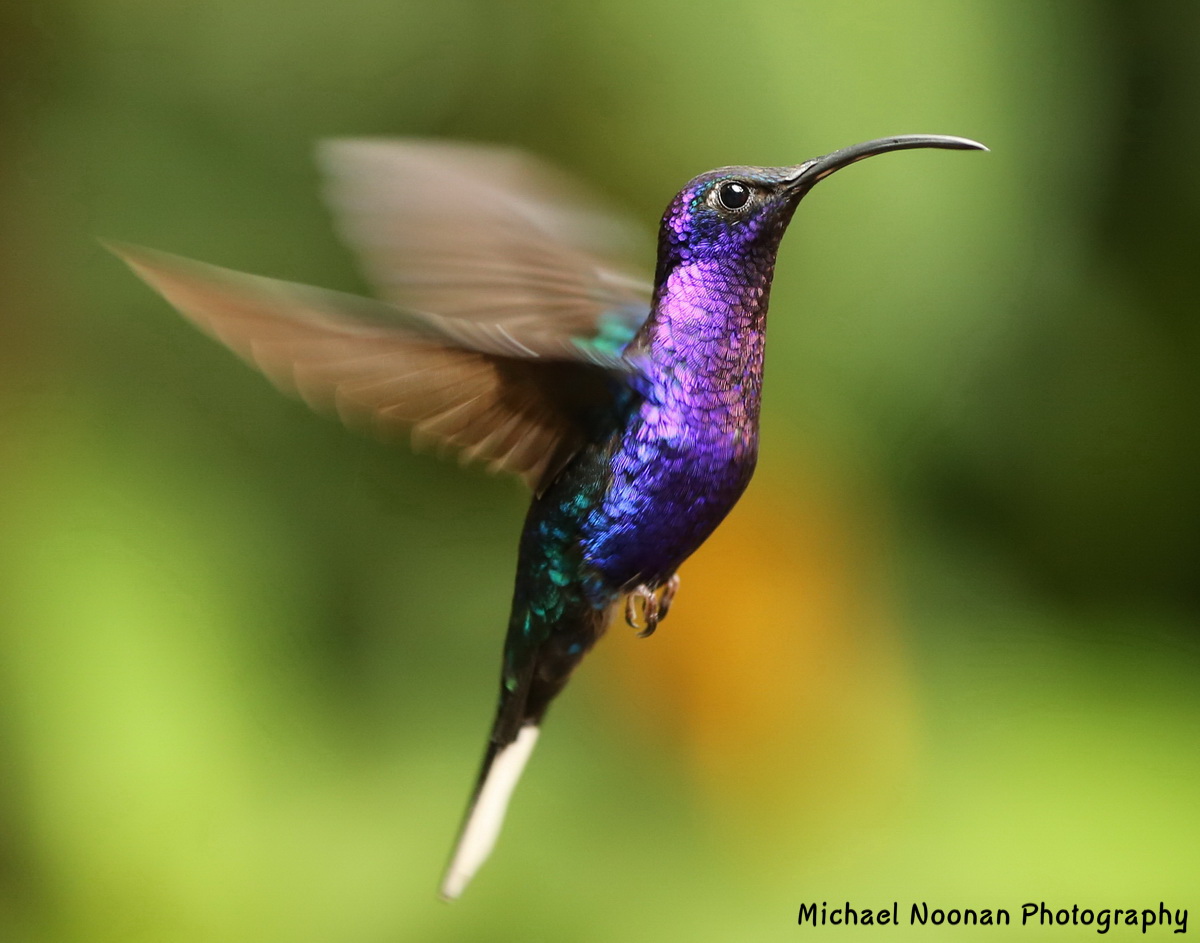 hummingbirds_B01Q7771c