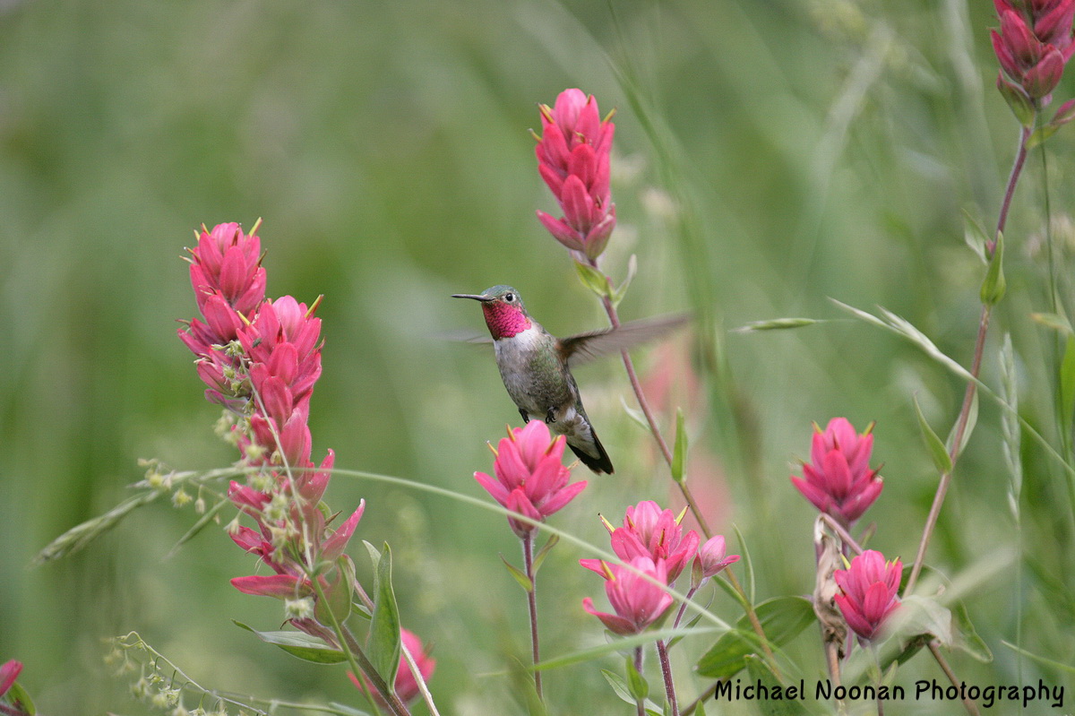hummingbirds_XT4B9743a3