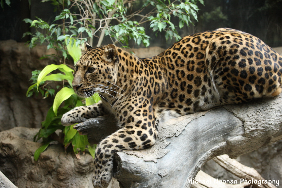 jaguars_1V5Z5569