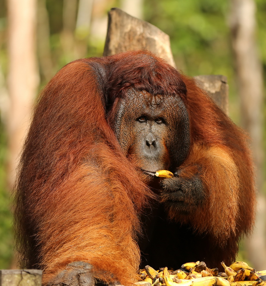 orangutan_B01Q1419