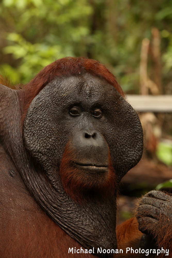 orangutan_B01Q9340
