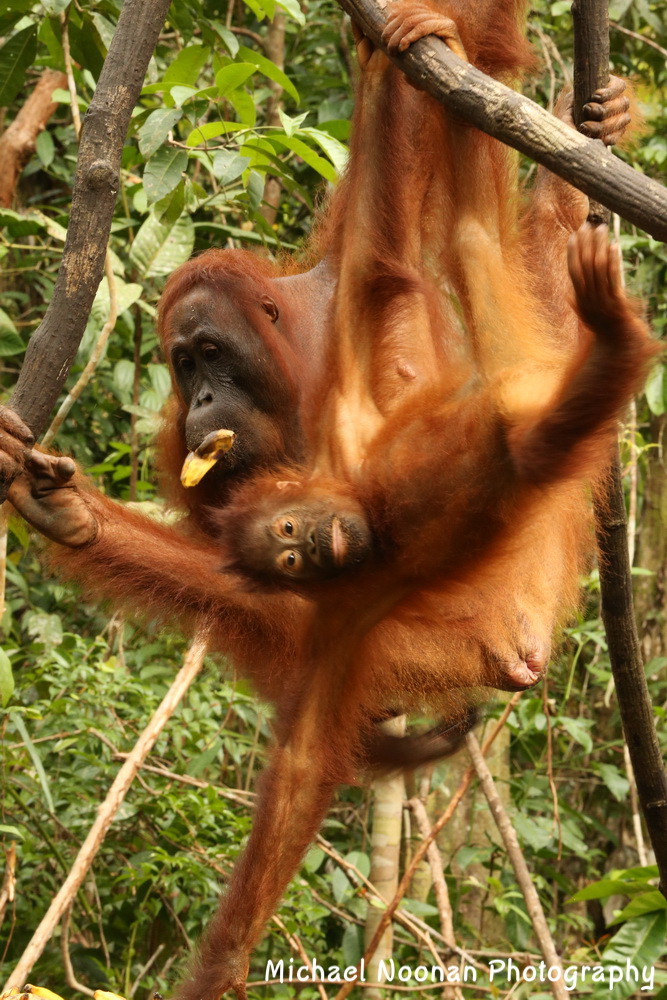 orangutan_B01Q9888