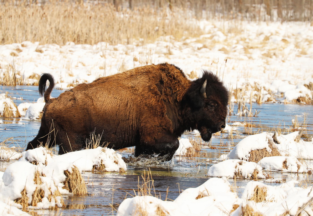 Bison bison American Bison AX9I3462